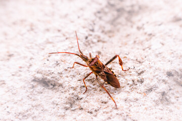 Macro of insect on natural surface