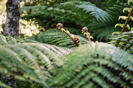 Tree fern in New Zealand forest