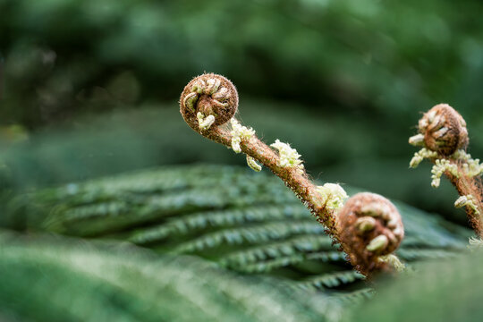 Unfurling tree fern frond in New Zealand