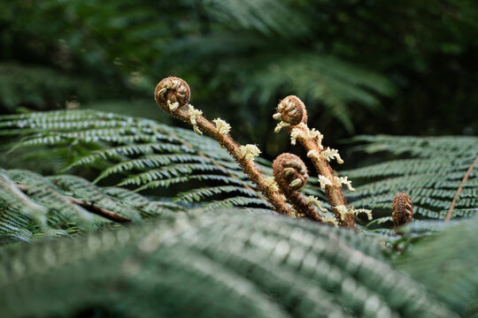 Fern tree frond unfurling in New Zealand forest