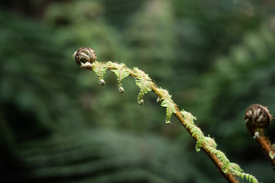 Unfurling tree fern frond in New Zealand