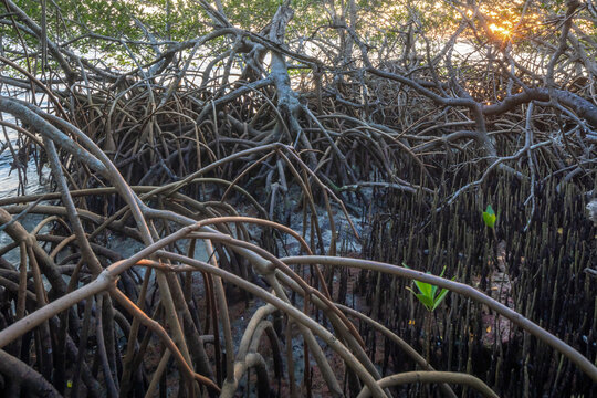Red mangroves, near Fort Pierce, Florida
