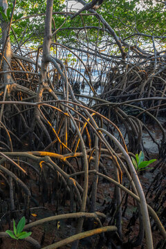 Red Mangroves, near Fort Pierce, Florida