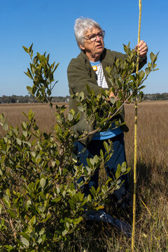 Researcher documents a mangrove near the St. Mary's Georgia