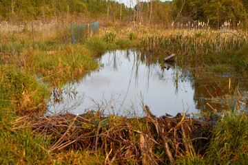 Beaver dam constructed from branches and vegetation