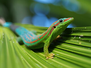 Blue-tailed Ornate Day Gecko - protected endemic species of Mauritius in its natural habitat - Lacépède's gecko