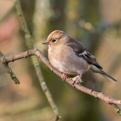 Female Chaffinch