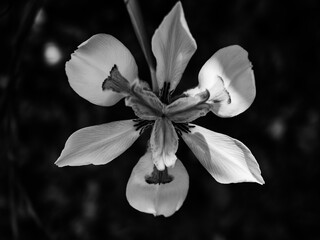 Black and white flower