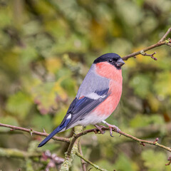 Male Bullfinch 
