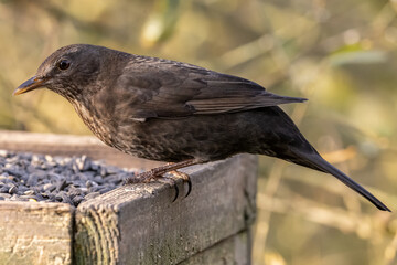 Blackbird on feed table
