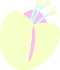 flower type tulip, Tulipa