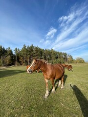 Horse animal farm 