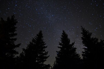 Naklejka premium Starry Night Sky Over Silhouetted Evergreen Forest Background