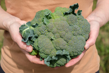 Caucasian farmer woman holding in her hands freshly cut organic broccoli cabbage close-up. Homegrown produce and gardening concept.