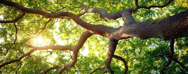 Naklejka premium Tree branches with lush green leaves, sunlight filtering through.