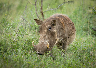 A warthog with tusks, a favorite prey animal for lions, stands in long grass in its typical habitat while it keeps a wary eye on the photographer in a game reserve in South Africa.