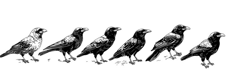 Obraz premium Crow and raven silhouettes set, large pack of modern silhouette designs, isolated white background