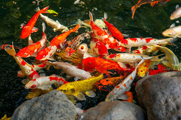 Japanese koi carp in a pond. Hanoi.