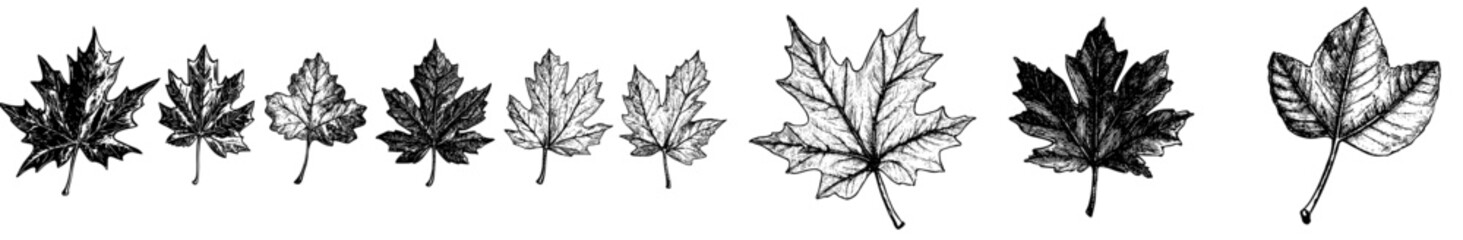 Modern leaf silhouettes set, isolated on white background