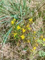 Saint John's Wort