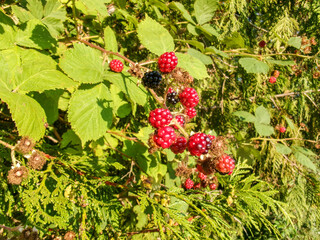 Himalayan blackberry