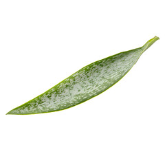 Aloe vera sprig with lush green leaves on pristine white canvas, modern botanical art