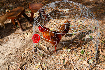Fighting cock in a cage. Vietnam.