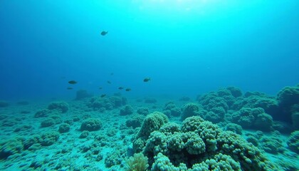  Exploring the depths of a vibrant coral reef