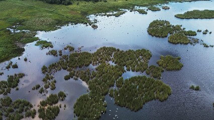 Aerial view of seagulls over water in green forest