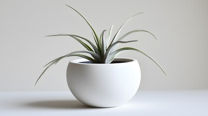 A sleek white ceramic pot with an air plant, in a simple and elegant style, against a clean background. The focus is on the texture of the material and the minimalist design of the planter