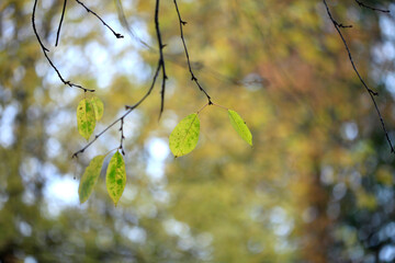 Colorful autumn plants on nature background