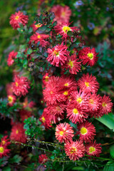 Colorful autumn plants on nature background