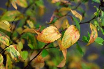 Colorful autumn plants on nature background