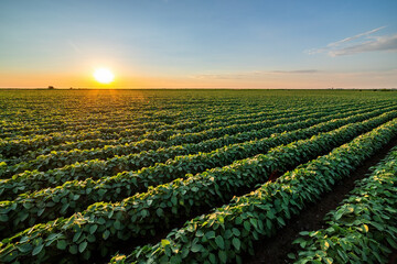 The sun dips low, casting a warm glow over a vibrant green soybean crop field