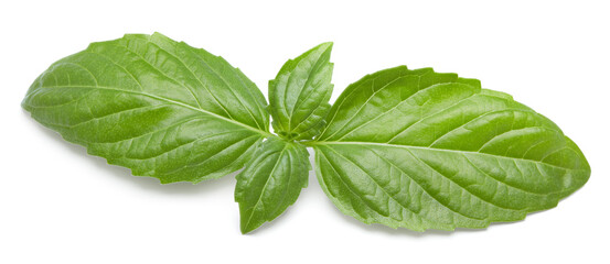 basil leaf isolated on white background. full depth of field. clipping path