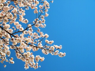 春の満開の桜と青空