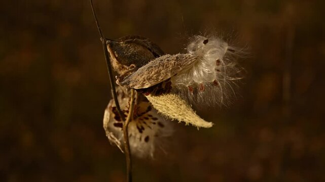 Common milkweed (Asclepias syriaca L.) plant pod, 4K