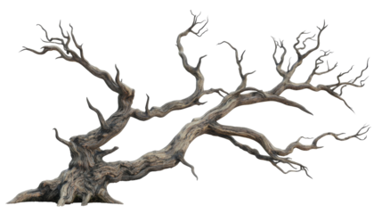 Explore the beauty of a twisted tree branch with intricate details and unique texture