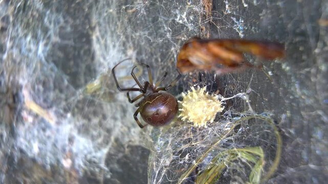 Closeup of a brown-widow spider next to her ootheca and a cockroach that fell on the web.