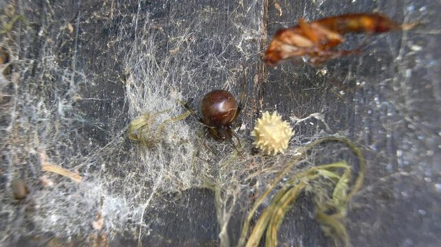 Closeup of a brown-widow spider next to her ootheca and a cockroach that fell on the web, on a wooden surface.