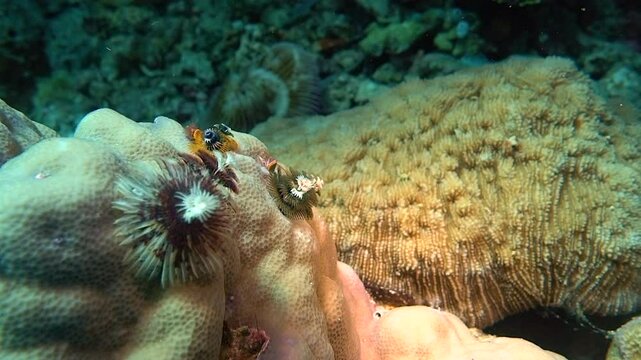 Calcareous tube worms absorb nutrients with gill-like radioles.