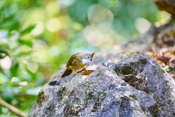 Wild birds living in the forest outdoors
