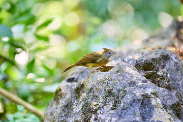 Wild birds living in the forest outdoors