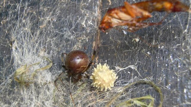 Closeup of an adult brown-widow spider next to her ootheca and a cockroach that fell on her web.