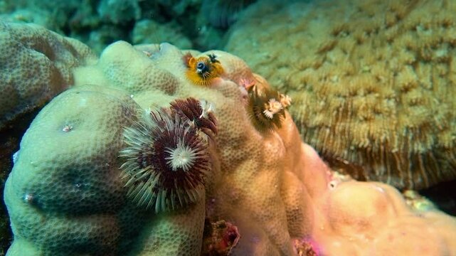 Calcareous tube worms resembling trees grow from a coral.