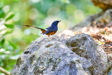 Wild birds living in the forest outdoors