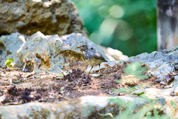 Wild birds living in the forest outdoors