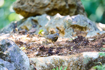 Wild birds living in the forest outdoors
