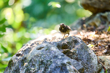 Wild birds living in the forest outdoors