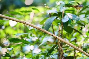 Wild birds living in the forest outdoors